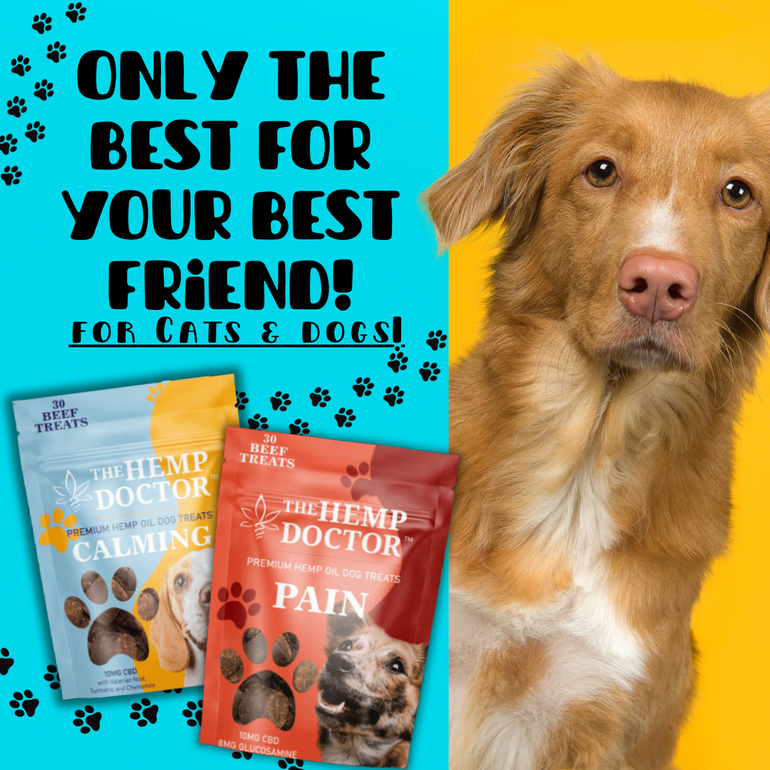 CBD for Pets: What Every Pet Parent Should Know